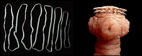 photo-wnmdc-tapeworm1