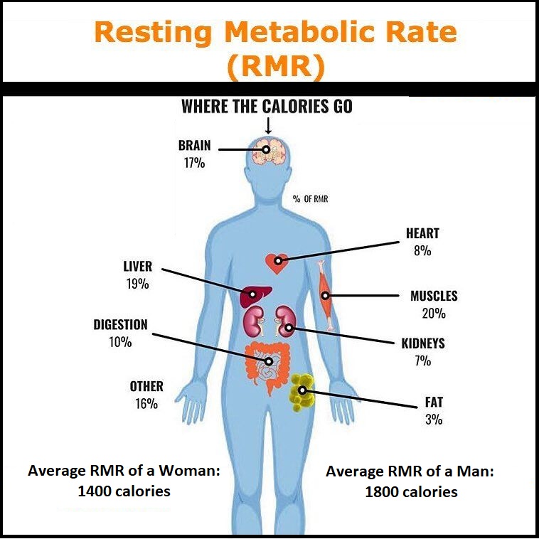 basal metabolic rate bmr